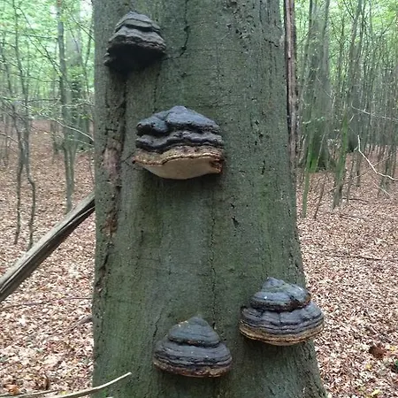 Garni Meeresblick Hotel